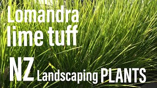 Lomandra “Lime Tuff”  Popular NZ landscaping plant [upl. by Alyac]