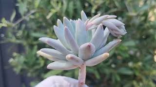 Pachyphytum Compactum [upl. by Sherris]