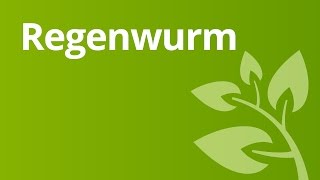 Der Regenwurm und seine Lebensweise Atmung und Fortbewegung  Biologie  Tiere [upl. by Gniy120]