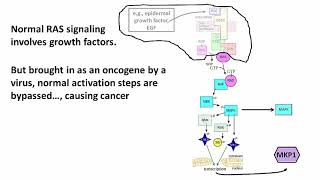 3202 The RAS Oncogene its Normal Mitogenic Effects and Cancer [upl. by Alusru949]