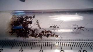 Aphaenogaster beccari  Test tube view [upl. by Toshiko]