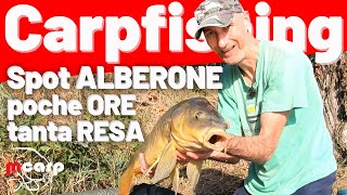 Carpfishing nella posta del mitico ALBERONE 🌳 🎣 Tanta resa in poche ORE 🔥 😉 [upl. by Sims333]