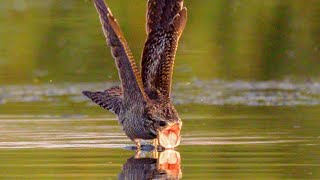 The Nightjars Shadow The Bird Of The Dragon  Wild Animalogy [upl. by Heidy]