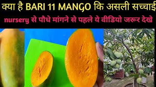 Bari 11 Mango Plant खरीदने से पहले ये वीडियो जरूर देखे [upl. by Varin]