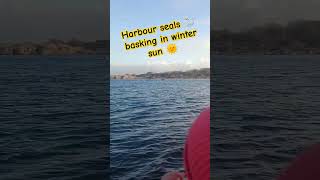 Enjoying watching harbour seals close up along the Swedish west coast harbourseal sweden nature [upl. by Rikki263]