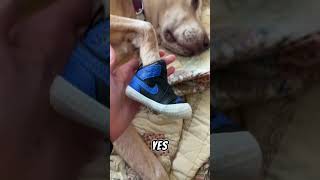 Jordan’s for my dog [upl. by Ellinehc387]