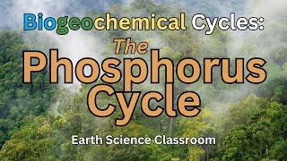 Detailing The Phosphorus Cycle [upl. by Katharine]