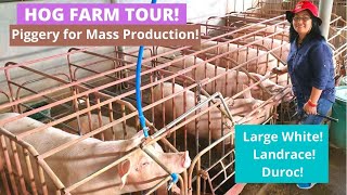 PIG FARM TOUR  Piglet Mass Production  CleanOrganized  Where we Buy our Piglets for Fatteners [upl. by Nyved]