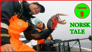 Hummerfiske i Kristiansand med norsk tale Catching big lobster [upl. by Oicam486]