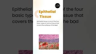 Epithelial Tissue Class 9 Biology  Tissues [upl. by Darnall]