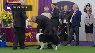 Border Collies  Breed Judging 2019 [upl. by Corella12]