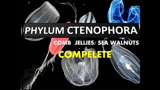 Phylum Ctenophora  Comb Jellies amp Sea Walnuts [upl. by Knox]