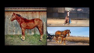 Sorrel Roan Geldings from Golden Colorado  Trail Trick Roping amp More For Sale [upl. by Higgs]