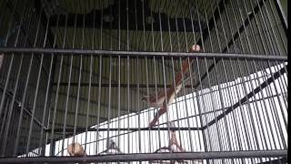 Lomba Kicau Burung Trucukan di Kencana Wungu Semarang [upl. by Perceval]