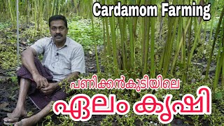 ചൂട് മേഖലയിലെ ഏലം കൃഷി  PRAVEEN  CARDAMOM FARMING  KERALA [upl. by Toinette]