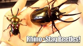 Unboxing RAINBOW BEETLES  P muelleri amp C caucasus [upl. by Nhojleahcim]