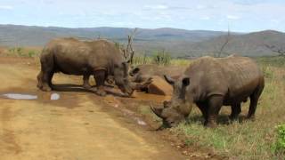 02102015 Hluhluwe Imfolozi Park  KwaZuluNatal South Africa [upl. by Ralat]