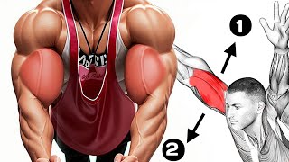 long and short head bicep exercises to Make Big Biceps [upl. by Tarr815]