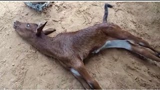 Treatment of tetanus in cow buffalo calf l symptoms of tetanus in animal l dr umar khan [upl. by Akcebar393]