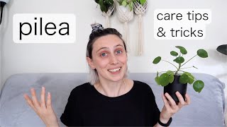 PILEA PEPEROMIOIDES Care  Chinese Money Plant Tips amp Tricks [upl. by Annekam126]