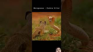 Who will WinMongoose vs Cobra  wildlife snake animals wildanimals nature mongoose shorts [upl. by Otilopih203]