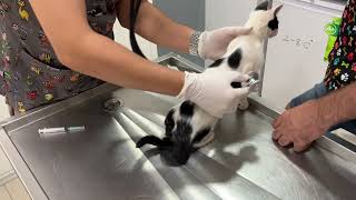 Street Kitten Sisters  Inek amp Tatlim Get Their Combination Vaccine [upl. by Ahselrak]