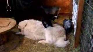 Pygmy goat kids play on BIG DOG [upl. by Aseefan]