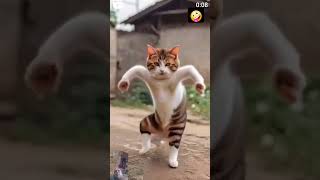 cat dancefunny kitten funnyanimals cats funnycats [upl. by Notac]