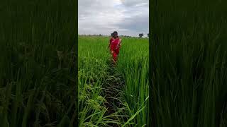 Punjab malayalam music song love nature naturelovers natural [upl. by Inafetse]