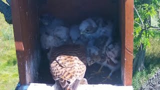 Common Kestrels  Kestrels mom bring breakfast for five babies  June 26 2024 [upl. by Breanne]