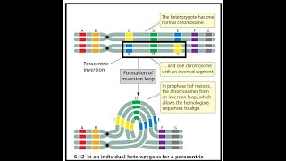 CHROMOSOMAL Aberrations2Chromosomal Mutations by JJS SIr for Class 12 NEET KVPY Olympiads [upl. by Ayifas554]