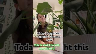 My new plant routine with a gorgeous Monstera Calo plants plantcare monstera [upl. by Marga]