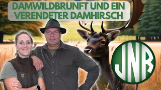 DAMWILDBRUNFT  FEUERSTEINFELDER UND EIN VERENDETER DAMHIRSCH [upl. by Fara]