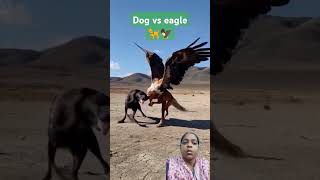 Eagles enemy dog😲😲😲eagles eaglepower dog doglover shortvideo shots short [upl. by Eiramyelhsa811]