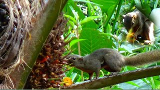 berburu tupai 🐿️di kebun kelapa sawit [upl. by Aoniak936]