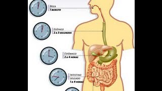 La digestión y el sistema digestivo [upl. by Hardigg]