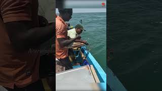 Catching Barracuda Fish in the Sea fishing fishingvideo seafishing [upl. by Mosby]