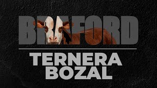 Ternera a Bozal Braford  Expobra 2024 [upl. by Halle]