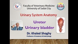 Urinary system 2 ureter amp urinary bladder by Dr Khaled Shoghy [upl. by Nauwtna114]