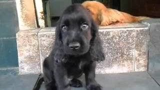 Filhote de cocker spaniel ingles preto [upl. by Fulviah437]