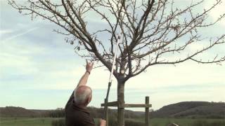 Obstbaum richtig schneiden  Obstbaumschnitt Pflegeschnitt 10 bis 15jähriger Baum [upl. by Ploss435]