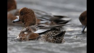 Widgeon in rough weather [upl. by Tristram]