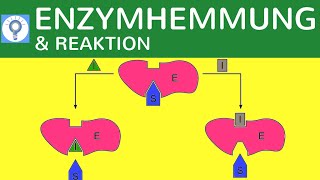 Enzymhemmung amp Reaktionsgeschwindigkeit einfach erklärt  Hemmung der Enzymaktivität  Stoffwechsel [upl. by Nyladnor]