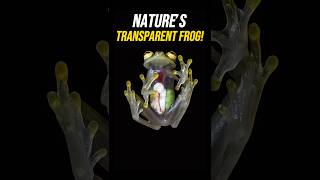 The Amazing Glass Frog Nature’s Transparent Marvel [upl. by Natika]