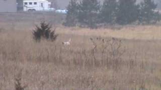 English Setter Training  7 month old pup from Berg Brothers Setters [upl. by Cupo]