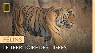 Le Maharashtra un territoire occupé par les tigres [upl. by Bunce]