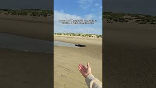 I got stranded 😱🏝️ pugs dogparent dogmom hoverairx1 puglife disableddog [upl. by Ardis]