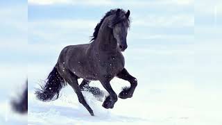 Beautiful Friesian Horses [upl. by Aicilec]