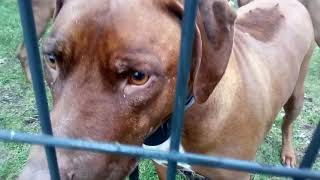 Rhodesian ridgeback barking at the tablet 19 [upl. by Ymmas]