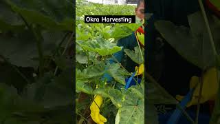 Okra Harvesting l Bhindi farming [upl. by Carlson434]